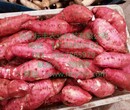 德宏济薯22红薯批发价芒市济薯22红薯基地