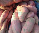 常州商薯19红薯合作社苏州商薯19红薯收购价图片