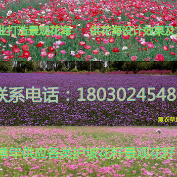 江西省九江市政道路护坡绿化景观野花组合花种价格