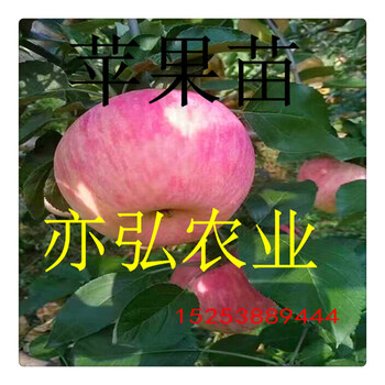 珊夏蘋果苗品種推薦