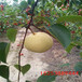 梨树苗品种水晶梨苗