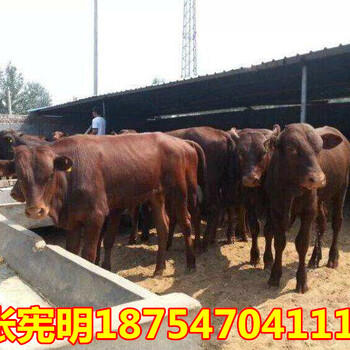 新疆肉牛犊价格$三个月小肉牛犊价格