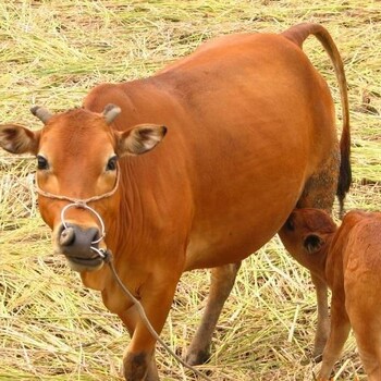 黄牛苗肉牛犊养殖场$小母黄牛苗牛犊价格