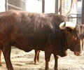山东肉牛犊哪家是真的￥300斤西门塔尔牛犊价格