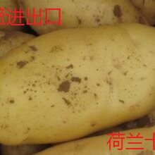 求购洋芋土豆图片