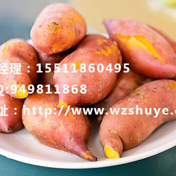 广西商薯19报价柳州红薯种苗品种
