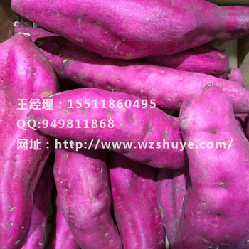 四川红薯品种华蓥红薯苗品种