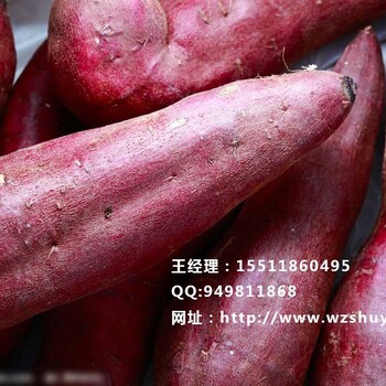 四川红薯品种简阳红薯种苗批发