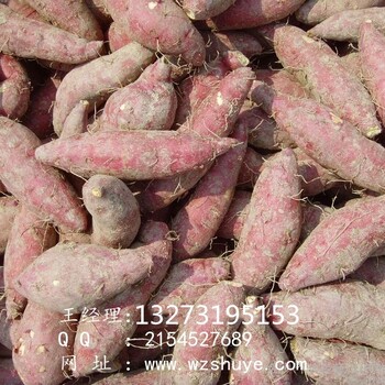 广西商薯19报价东兴徐薯18叶品种