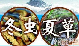 锡林郭勒回收东阿阿胶冬虫夏草5X极草含片同仁堂虫草粉但干海参燕窝图片5