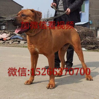 罗威纳犬杜高犬马犬拉布拉多卡斯罗犬比特犬高加索犬哈士奇大白熊等