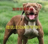 宠物犬大体犬小体犬猎犬护卫犬图片2