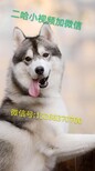 宠物犬大体犬小体犬猎犬护卫犬图片1