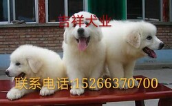 宠物犬大体犬小体犬猎犬护卫犬图片5