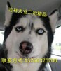 宠物犬猎兔犬