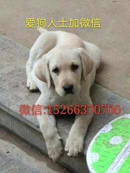 拉不拉多狗多少钱拉布拉多幼犬