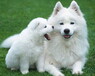 萨摩耶犬多少钱一只萨摩耶双血统萨摩耶幼犬正规犬舍出售100%健康100%纯正