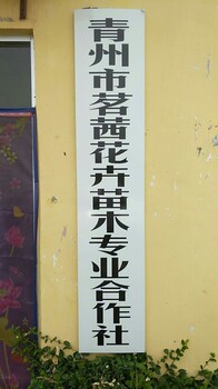 一串红种子价格一串红种苗价格批发采购绿化苗木基地批发采购