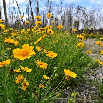 金鸡菊花海金鸡菊价格金鸡菊杯苗基地批发采购