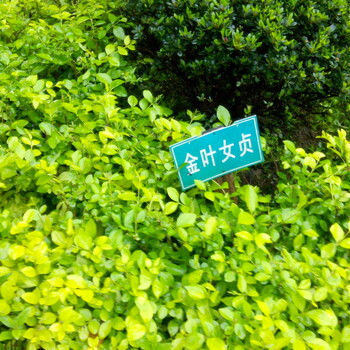 山東金葉女貞球價(jià)格基地批發(fā)采購(gòu)一手供應(yīng)
