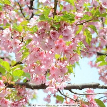 樱花树苗价格樱花树基地一手供应