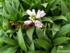 綠化常用花卉租擺花卉造型花卉花卉種子一手供應