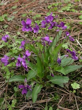 山东苗木种植基地