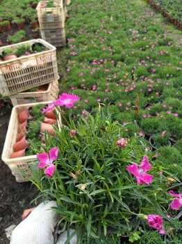 欧石竹的繁殖方法欧石竹的生长习性茗茜花卉基地