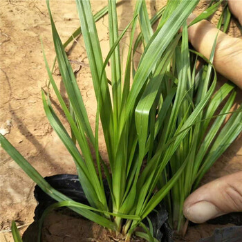 綠籬植物有哪些，地被植物種類，地被植物怎么養(yǎng)護(hù)