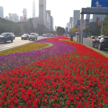 国庆节草花，国庆节用什么花，国庆节组摆鲜花