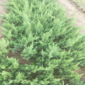 地栽龍柏價格，小龍柏報價，小龍柏批發(fā)銷售