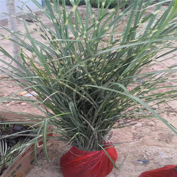 斑葉芒價(jià)格，斑葉芒批發(fā)銷售，青州斑葉芒