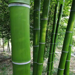 竹子品种，竹子种植基地，银环竹，早园竹，翠竹种植基地