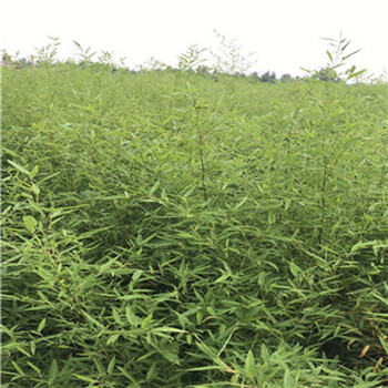 綠化竹子出售，竹子栽植方法，竹子養(yǎng)護(hù)技術(shù)