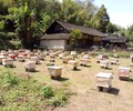 蜜蜂养殖加盟低投入无风险