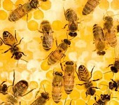 蜜蜂蜜蜂养殖加盟蜜蜂养殖技术蜜蜂养殖园蜜蜂园