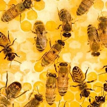 蜜蜂养殖蜂王大群蜜蜂高产蜂蜜蜂王浆