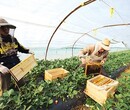 蜜蜂养殖园厂家蜜蜂养殖场价格蜜蜂特战技术指导购买蜜蜂