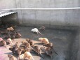 供应海狸鼠种苗
