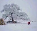 哈尔滨去长白山冬季旅游线路推荐哈尔滨去长白山4日游报价