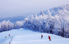 哈尔滨去亚布力滑雪、中国雪乡5日游、哈尔滨去雪乡旅游报价图片2