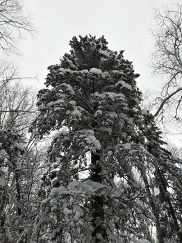 从哈尔滨去雪乡的单程的4.5小时+哈尔滨去雪乡旅游2日游