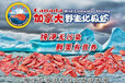 上海大洋甜蝦進口報關代理空運清關時間