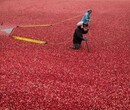 温州/上海机场蔓越莓进口报关公司图片