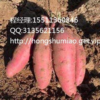 黑龍江煙薯25報(bào)價(jià)富錦煙薯14報(bào)價(jià)