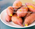 寧波龍薯9紅薯報價寧波龍薯9紅薯價格