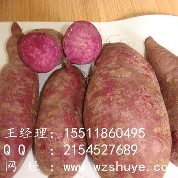 南通甘薯地瓜行情龙薯9号江苏红薯批发出售