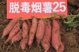 晉州紅薯葉價格徐薯27新樂紅薯品種徐薯22豫薯13