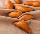 红薯批发龙薯9周口高产高淀粉甘薯价格