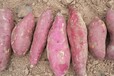 红薯基地报价池州龙薯9地瓜批发供应